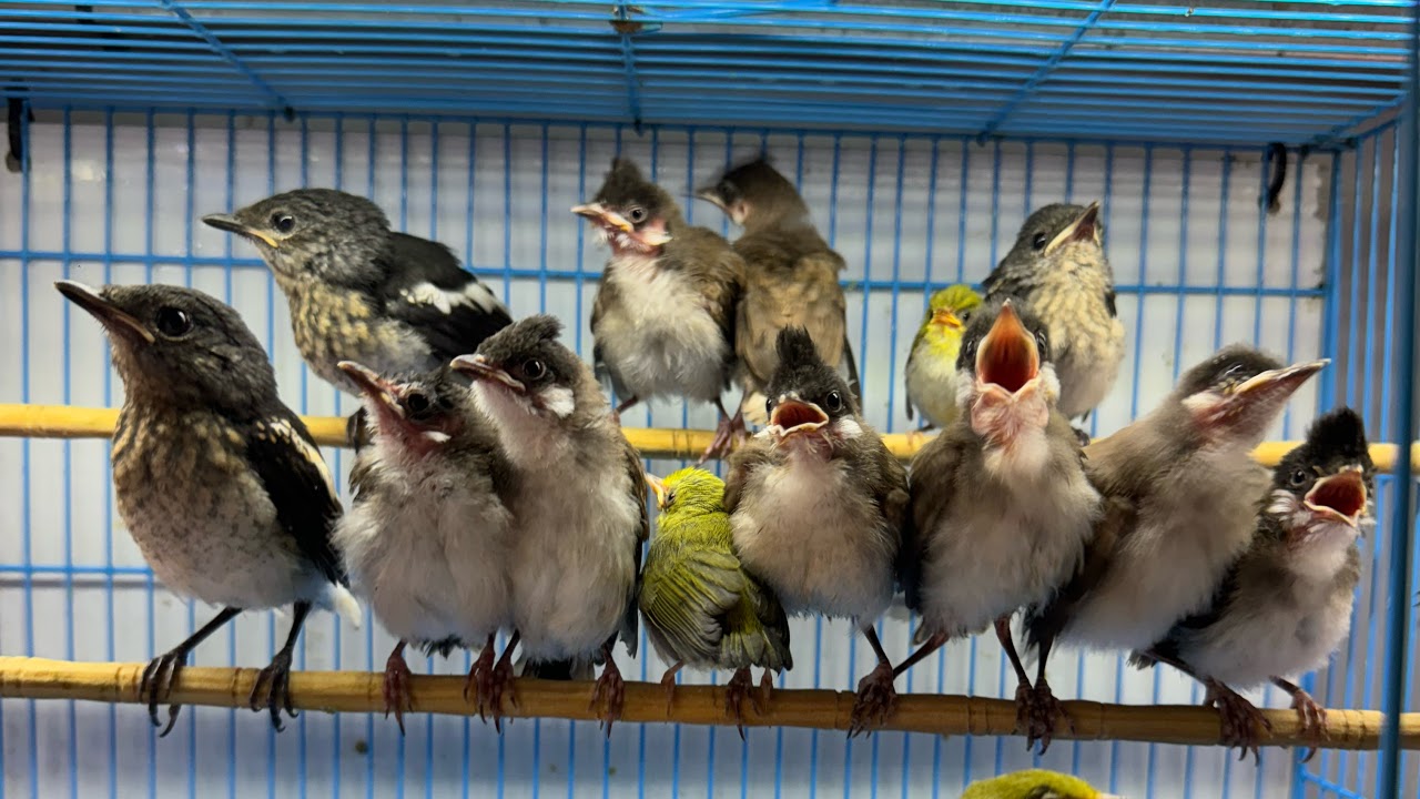 Đam mê chim cảnh