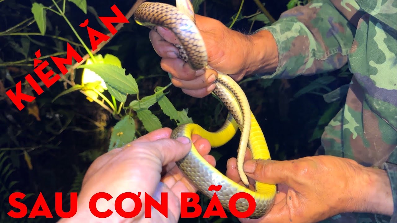 KIẾM ĂN BÊN BỜ SUỐI SAU CƠN BÃO-TỰ THỢ RỪNG 