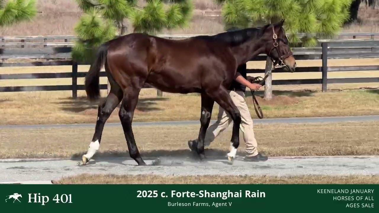 Hip 401 25 Shanghai Rain
