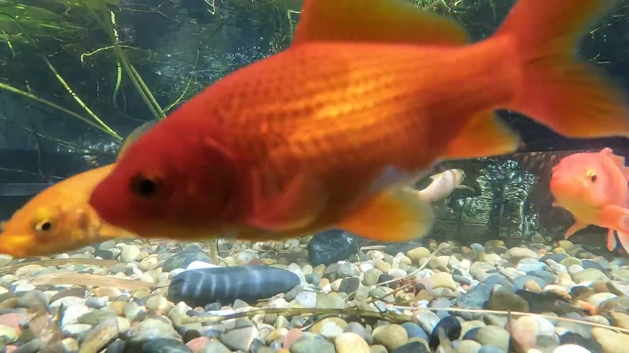 Pond Evolution 04January2026