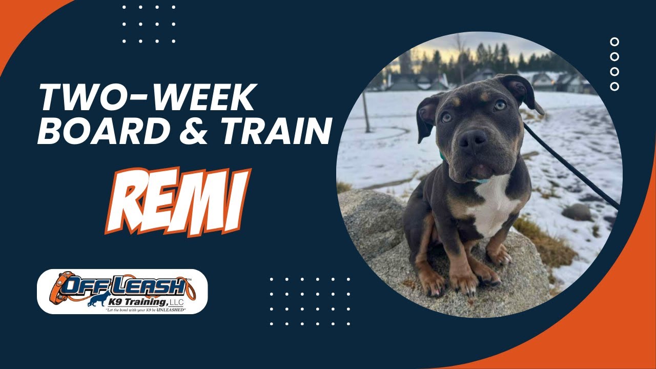 Amazing: How 5 m/o Pitbull "Remi" Became Well Behaved with Off Leash K9 Training Spokane