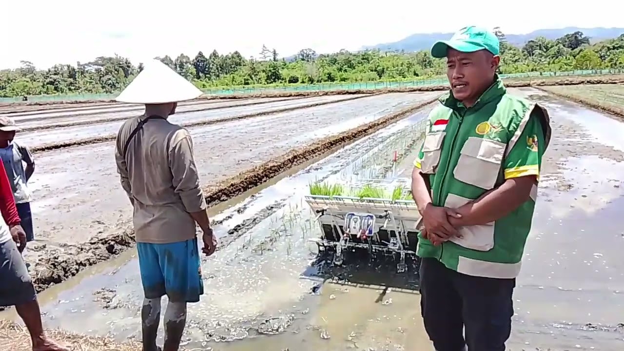 Luas tambah tanam per bulan Februari Sistem Tanam Mesin Tranplenter #PPL #agriculture 