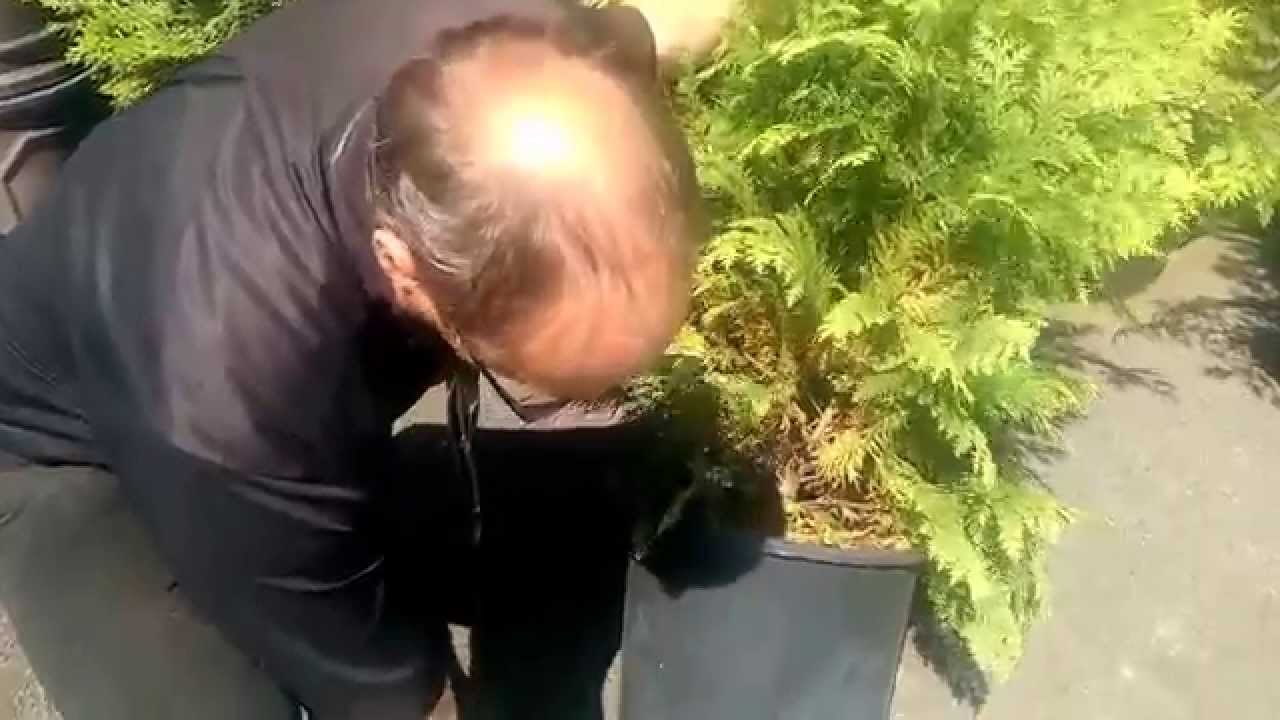 How to Repot and Care for your Conifers with Paul at Bents Garden & Home