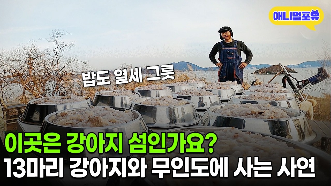 무인도에 강아지랑 산다! 강아지 13마리와 무인도에 살게 된 청년의 사연ㅣKBS 동물극장 단짝 220408 방송