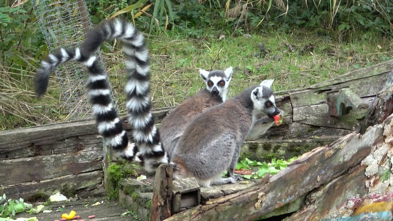 Visiting a beautiful little zoo. ZooParc Overloon, the Netherlands.