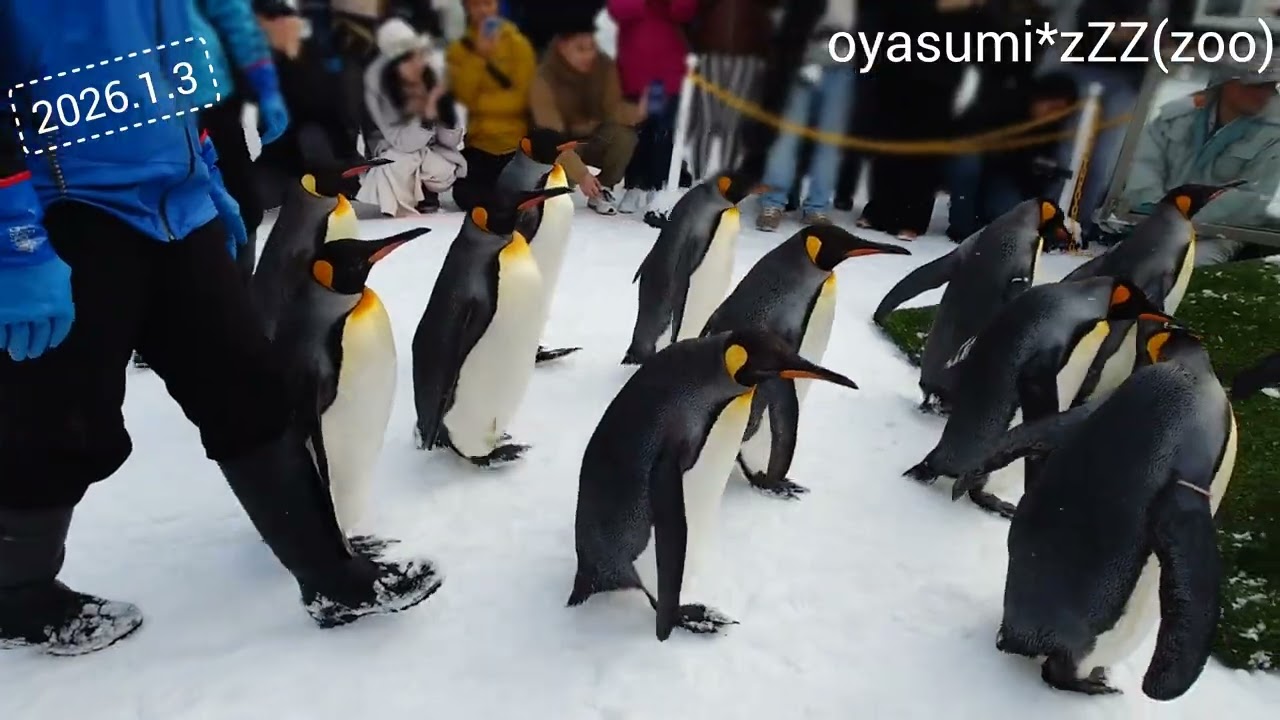 旭山動物園 26.1.3 のこと oyasumi*zZZ