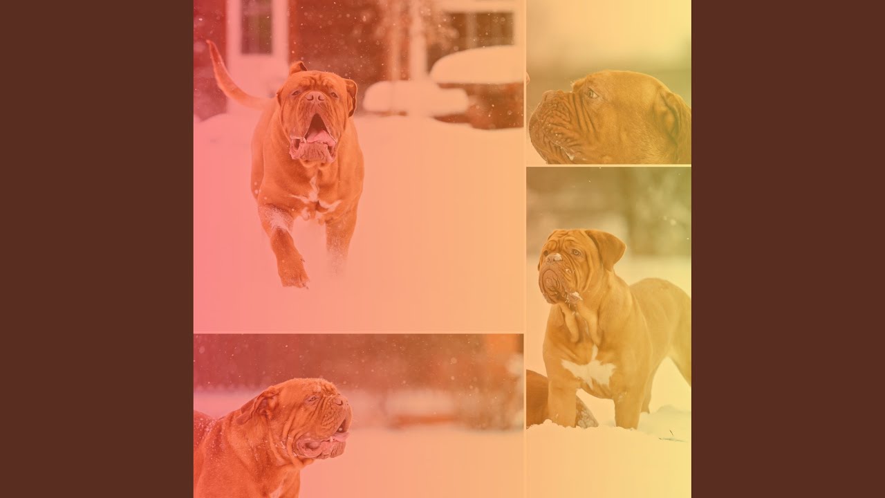 Retro Music for Keeping Dog Calm