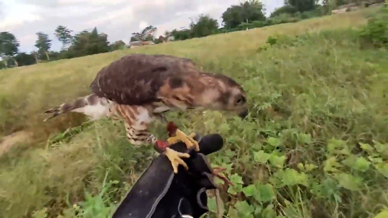 Creasted Goshawk || kembali beraksi setelah sekian lama|| higan si Creasted Goshawk