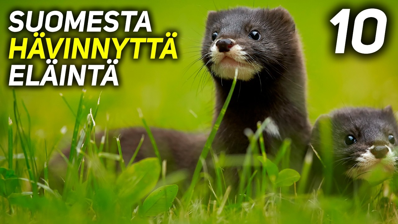 10 Suomessa sukupuuttoon kuollutta eläintä