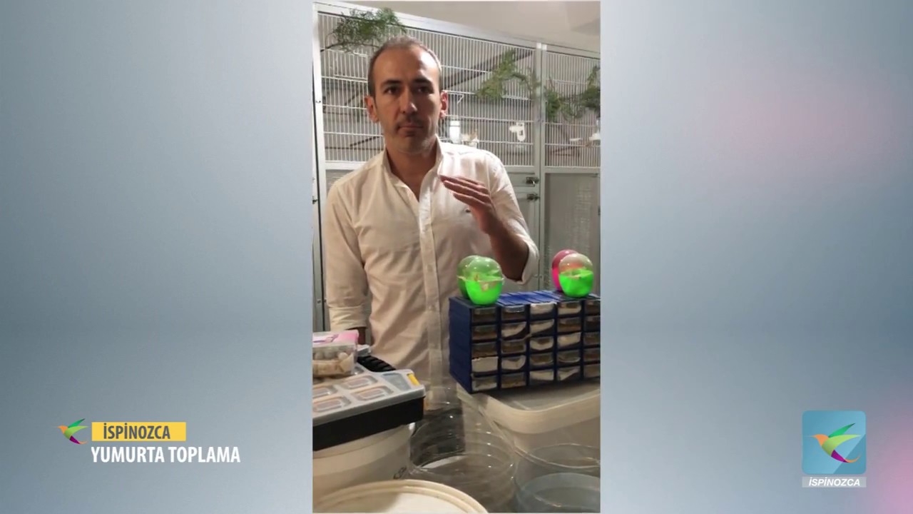 Üretim Döneminde Yumurta Toplama İşlemi