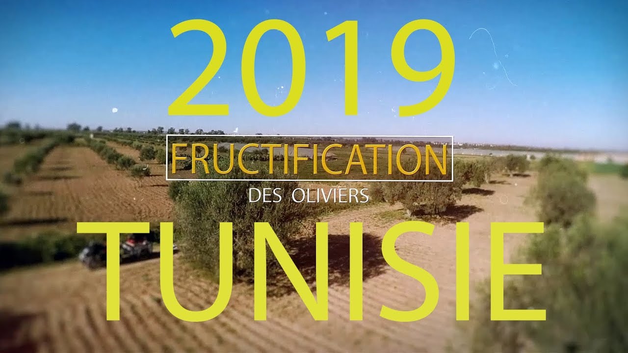 Oliviers Tunisie - Taille de Fructification - GoPro7