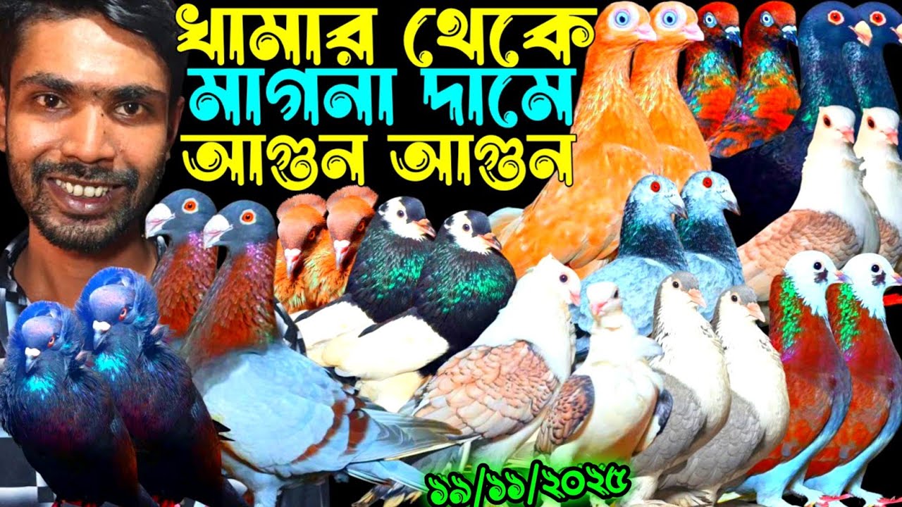খামার থেকে মাগনা দামে আগুন পানির দামে ১০০% ডিম বাচ্চা গ্যারান্টি সহ কবুতর বিক্রি ইমরান ভাইয়ের কবুতর