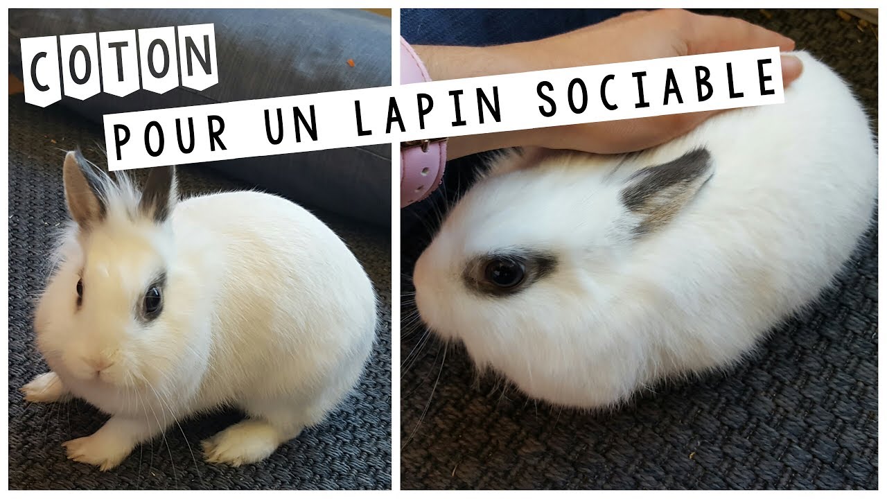 Pourquoi mon lapin mord/a peur/ne veut pas sortir ?