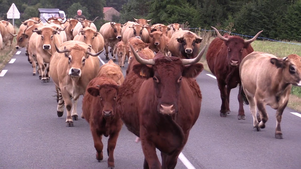 Petite estive - Franck Fréry - Elevage de vaches Aubrac et Salers.