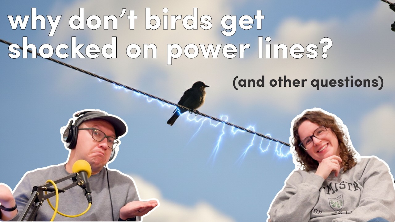 Reddit Chemistry: Why don't birds get shocked on power lines? (and other questions)