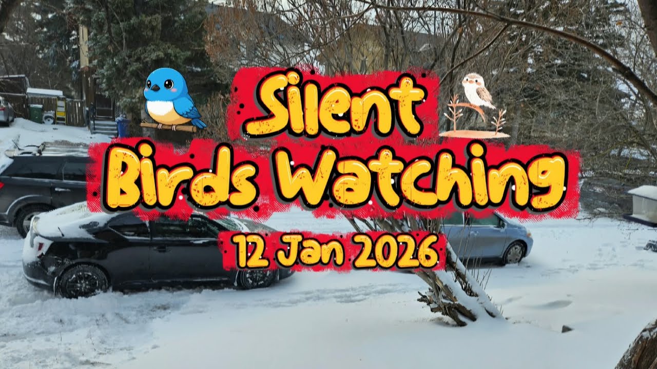 Silent Birds Watching! 12Jan2026 #subscribe #nature #love #fun #relaxing