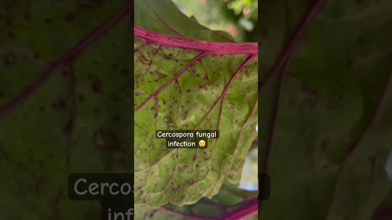 Cercospora fungal infection #garden