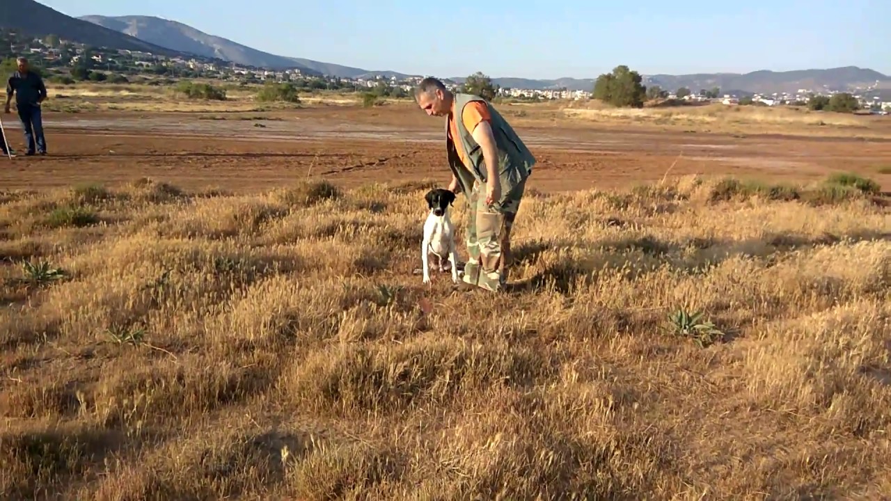 ΑΡΗΣ pointer 12 μηνων (εκπαιδευση φερμας No2)