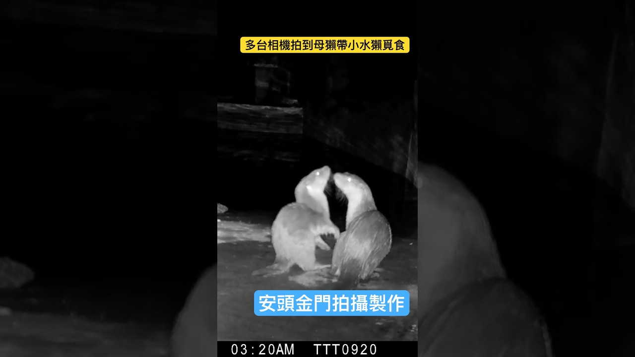 多台相機拍到母獺帶小水獺出外活動畫面 #金門 #歐亞水獺 #金門水獺