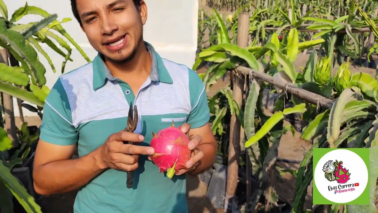 🏜️ PITAHAYA TESORO 🐉#pitahaya #dragonfruit #pitayas #exotic