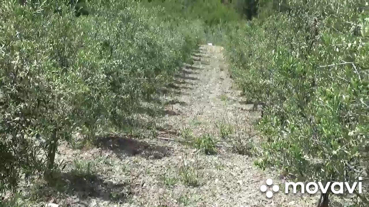 ΕΛΑΙΟΔΕΝΤΡΑ ΠΥΚΝΗΣ ΚΑΙ ΑΤΤΑΠΟΥΛΓΙΤΗΣ!ΠΕΡΙΟΔΟΣ ΑΝΘΙΣΗΣ ΣΕ ΔΕΝΤΡΑ ARBEQUINA I-18...3 ΧΡΟΝΩΝ ΣΤΗ ΡΟΔΟ!