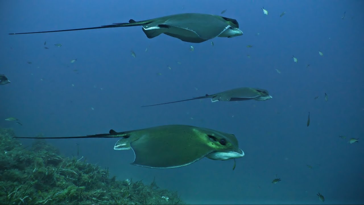 Scuba diving MARETTIMO 4K (Panasonic Lumix GH6)
