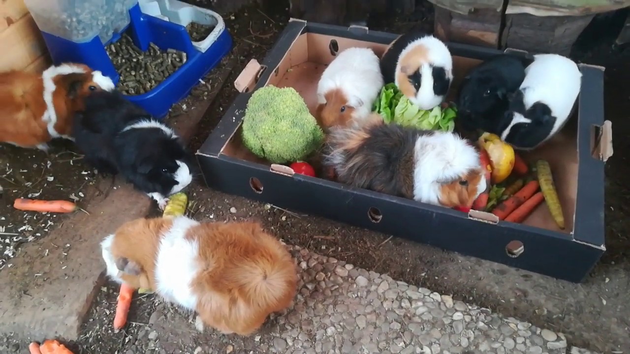 Fütterungsprogramm auf der Meerschweinchenfarm