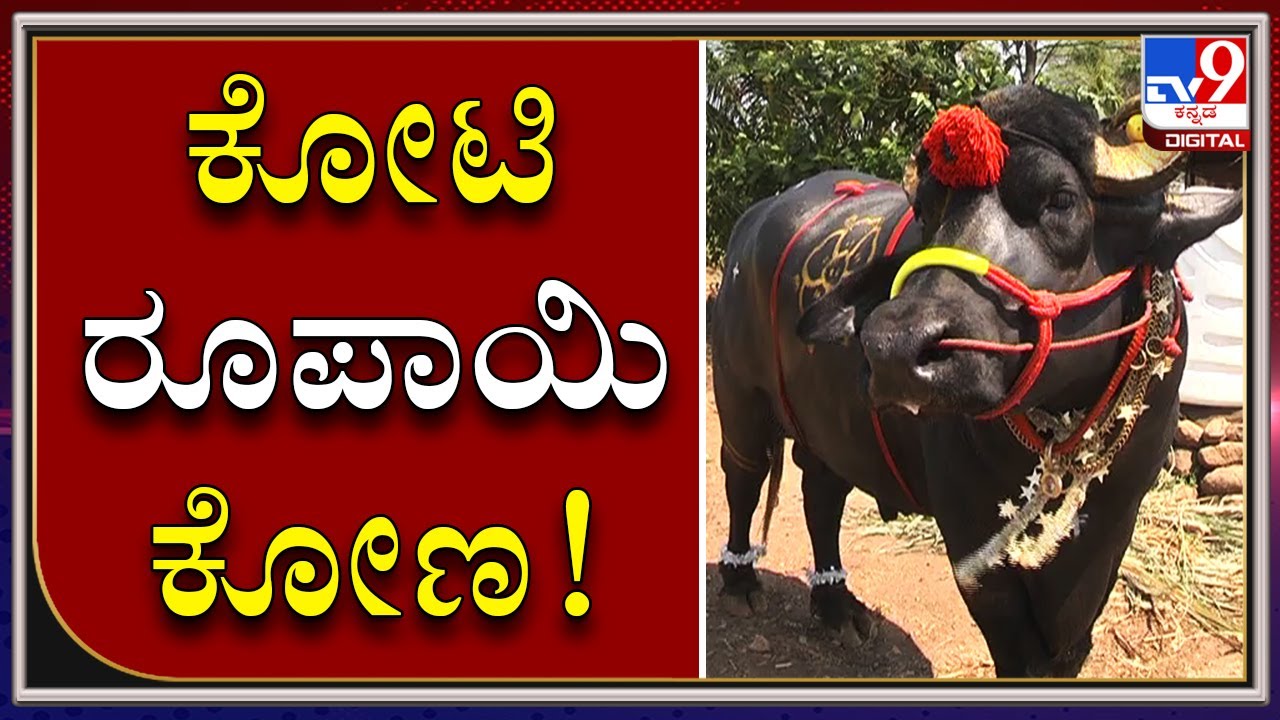 ಕರ್ನಾಟಕದ ಕಿಂಗ್: ಈ ಕೋಣದ ಬೆಲೆ, ದಿನದ ಖರ್ಚು ಎಷ್ಟು ಅಂತಾ ಗೊತ್ತಾ..?