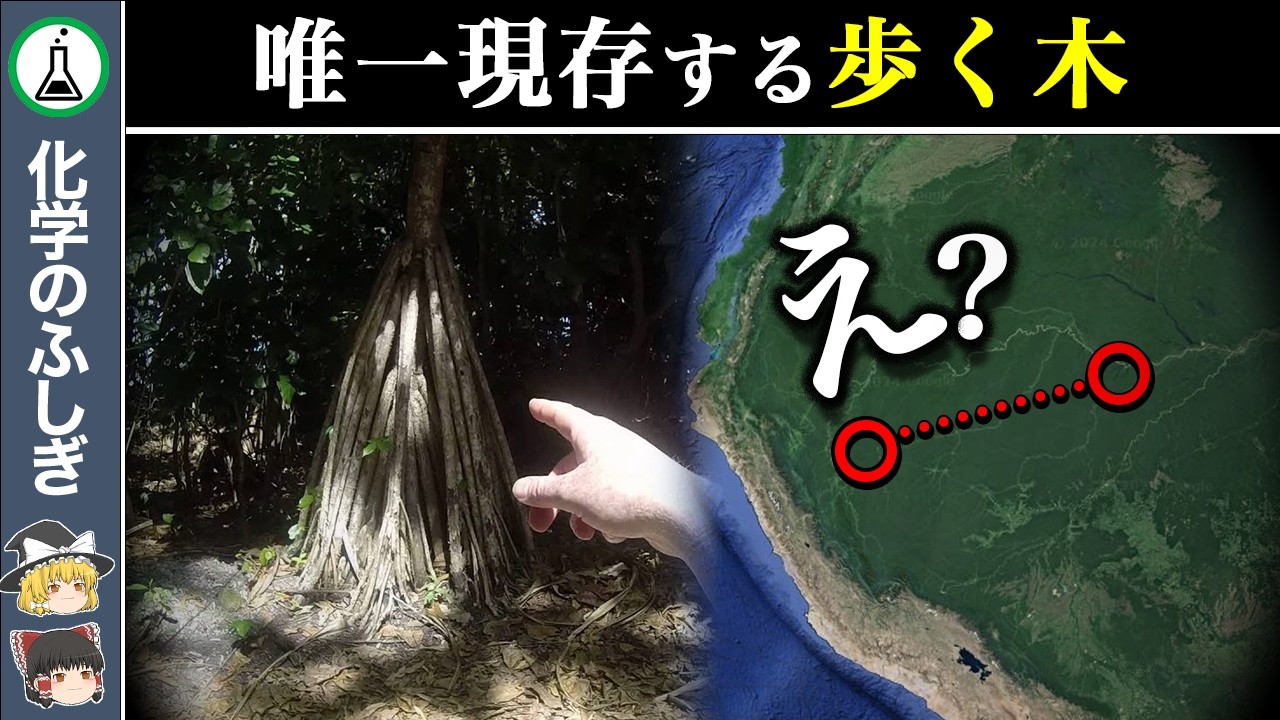 【ゆっくり解説】無限の生命力…「歩く木」
