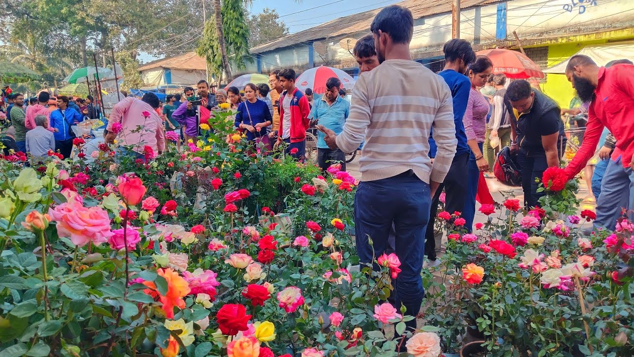 Happy New Year 2024/Best Rose and Other Plants Collection at Galiff Street Plant Market in Kolkata