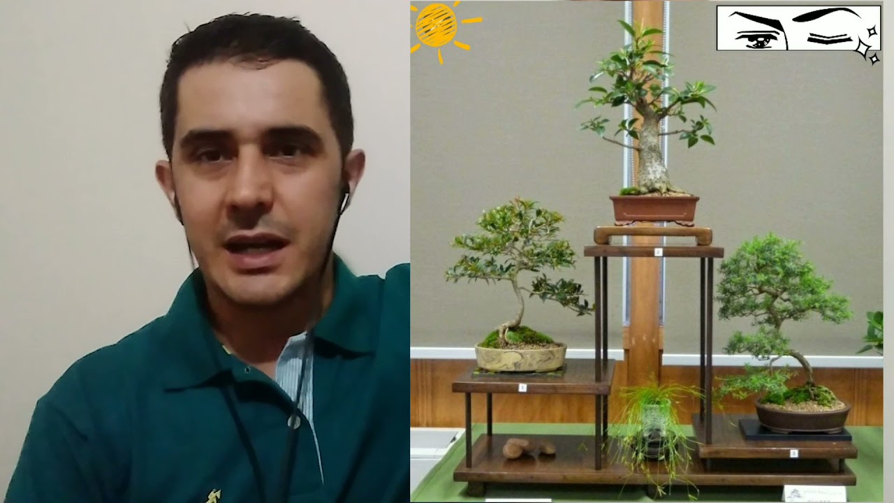 Bonsai dentro de casa u oficina se pueden tener??? 2021 🤯⛩