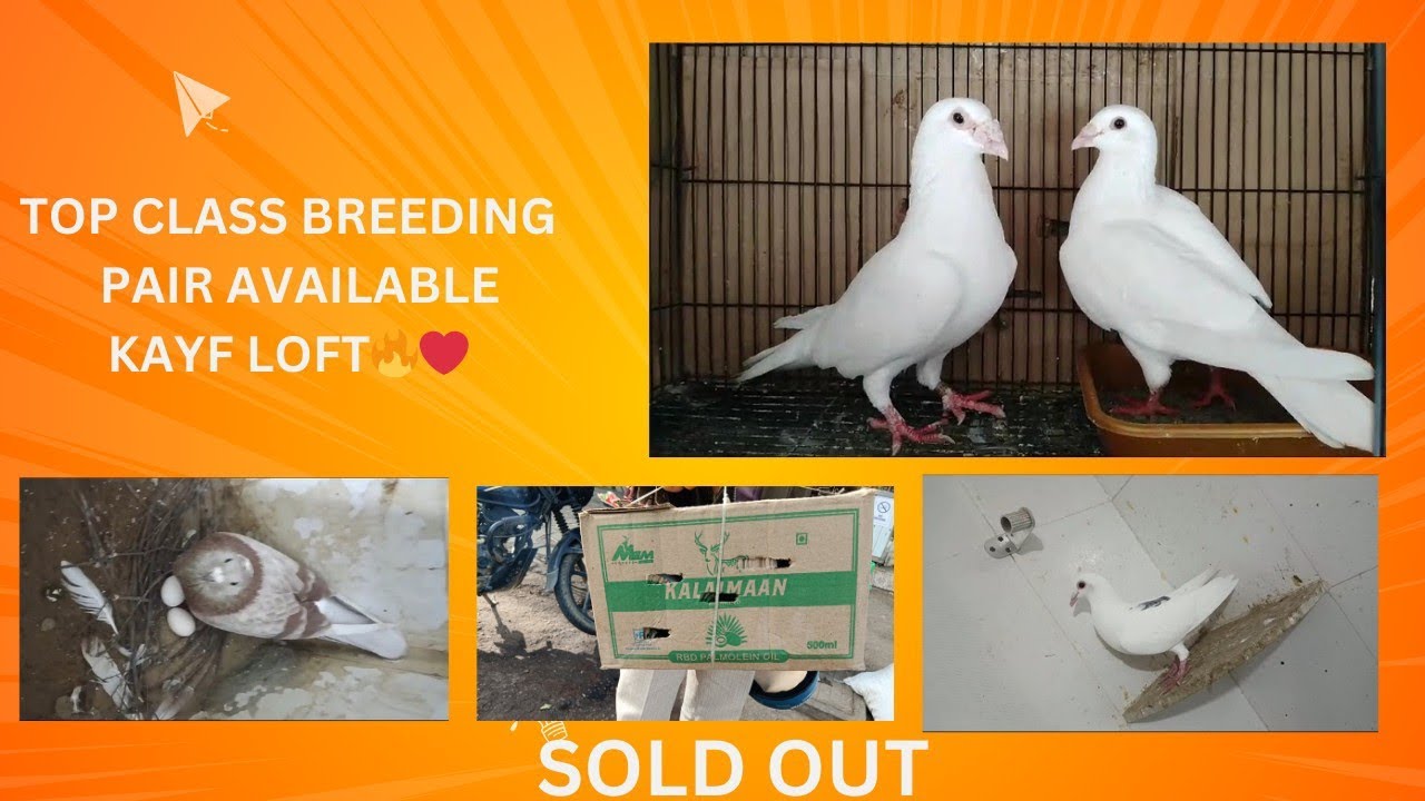 Racing Homer pigeons Bangalore.ರೇಸಿಂಗ್ ಹೋಮರ್ ಪಾರಿವಾಳಗಳು #racinghomerpigeon #pigeon #birds