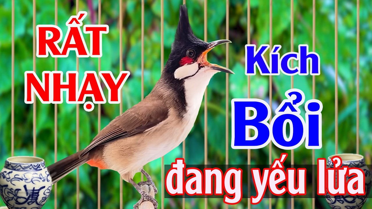 Chào mào RO-KÌNH kích bổi xổ giọng - Kích Bổi Hót Ché / giúp chim bổi căng lửa nhanh nhất.h5