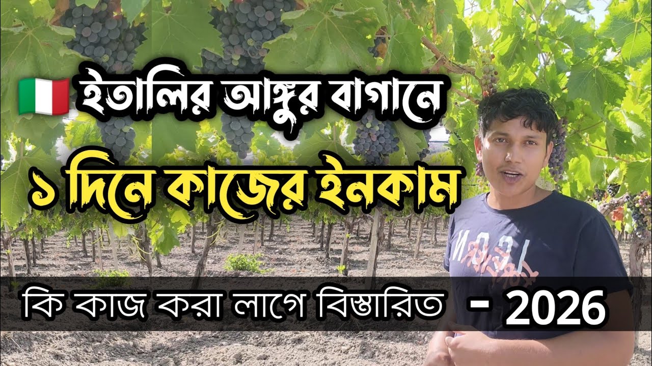 ইতালি আঙ্গুর বাগানে ১ দিনের কাজের ইনকাম
