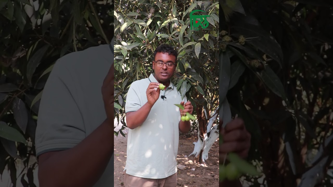 গোলাপের সু-ঘ্রাণ আছে যে ফলে, তার নাম গোলাপজাম | চিত্ত মিডিয়া
