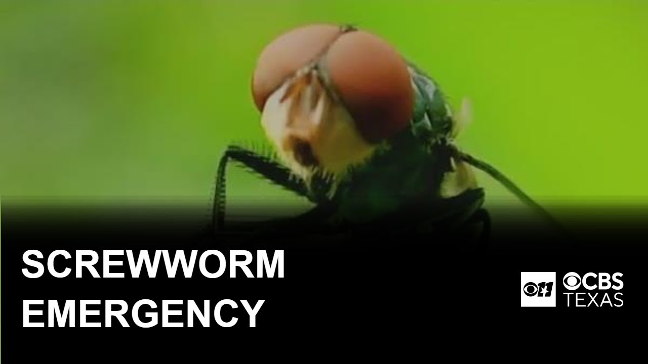 Second screwworm case spurs emergency in South Texas
