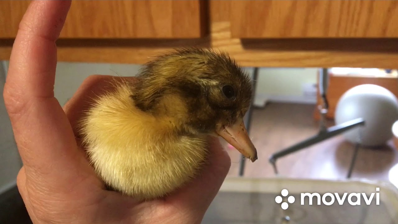 Wry neck and ducklings