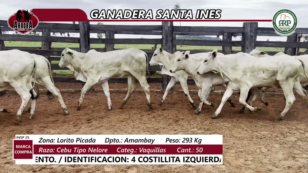 INSP 25 - GANADERA SANTA INES