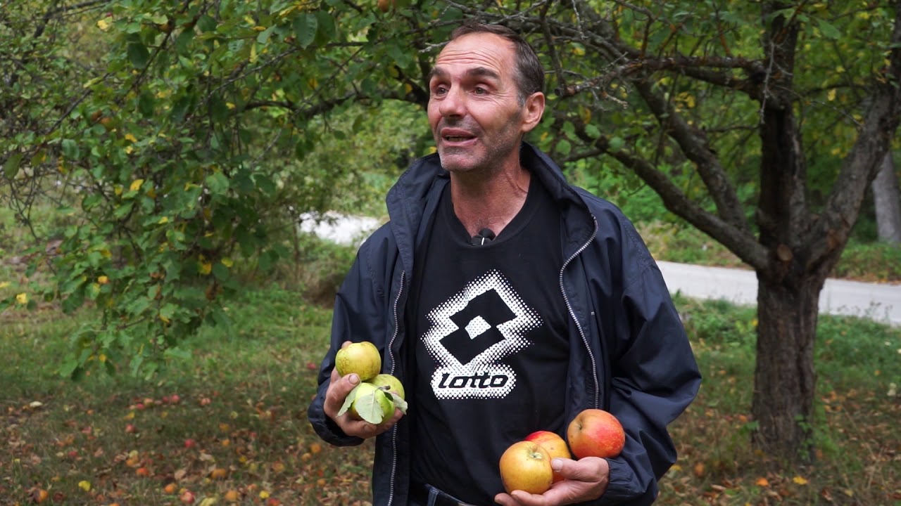 Autohtone vrste Srbije ep. 31 26.09.2019. Kožara, jabuka, sorta