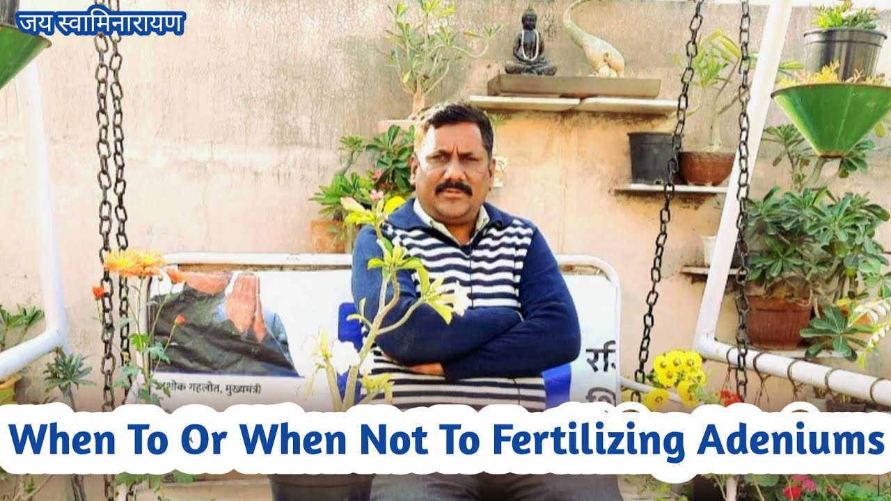 When To Or When Not To Fertilizing Adeniums | अडेनियम को खाद कब दें | Fertilizing Adeniums