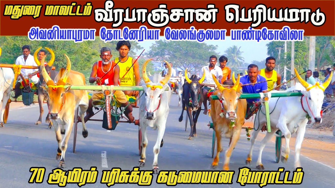 பெரியமாடு வீரபாஞ்சான் 70 ஆயிரம் பந்தயம் 07.02.2026