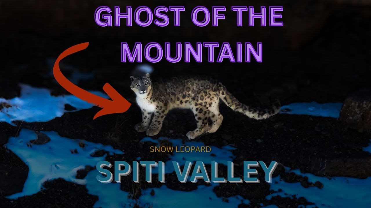 Spiti Valley | Himalayan Animals | Himachal Pradesh |