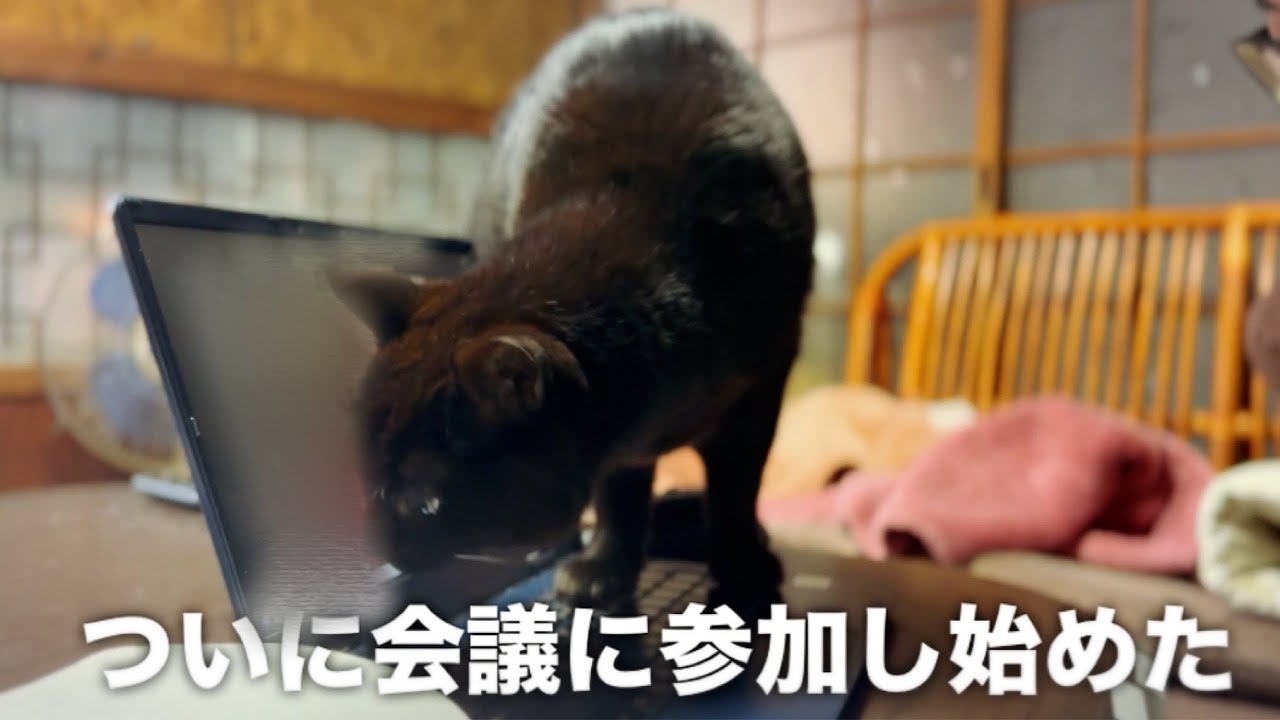 リモート会議の日　Dog and Cats During a Zoom Meeting
