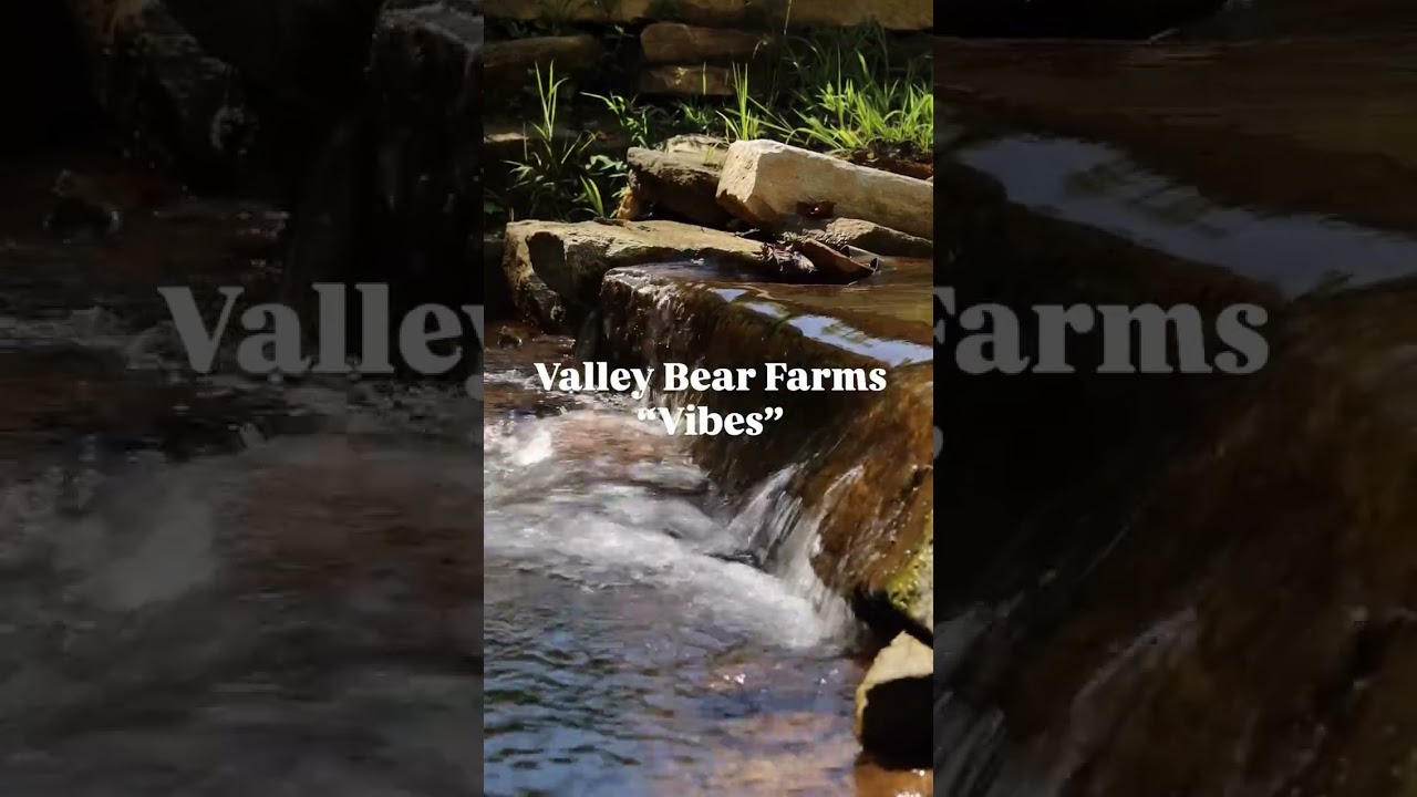 The pace of life at Valley Bear Farms