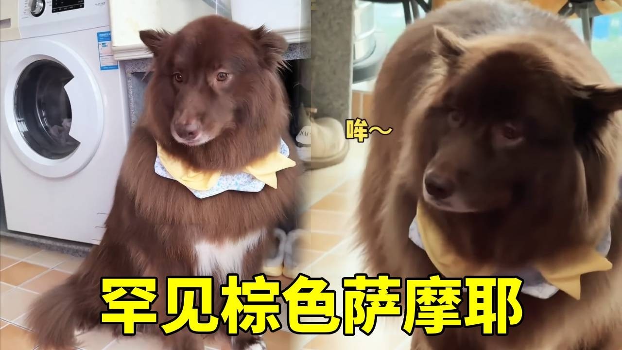 上门留罕见棕色萨摩耶，好像牛魔王啊！警惕性拉满了直接【疯铲姐妹】