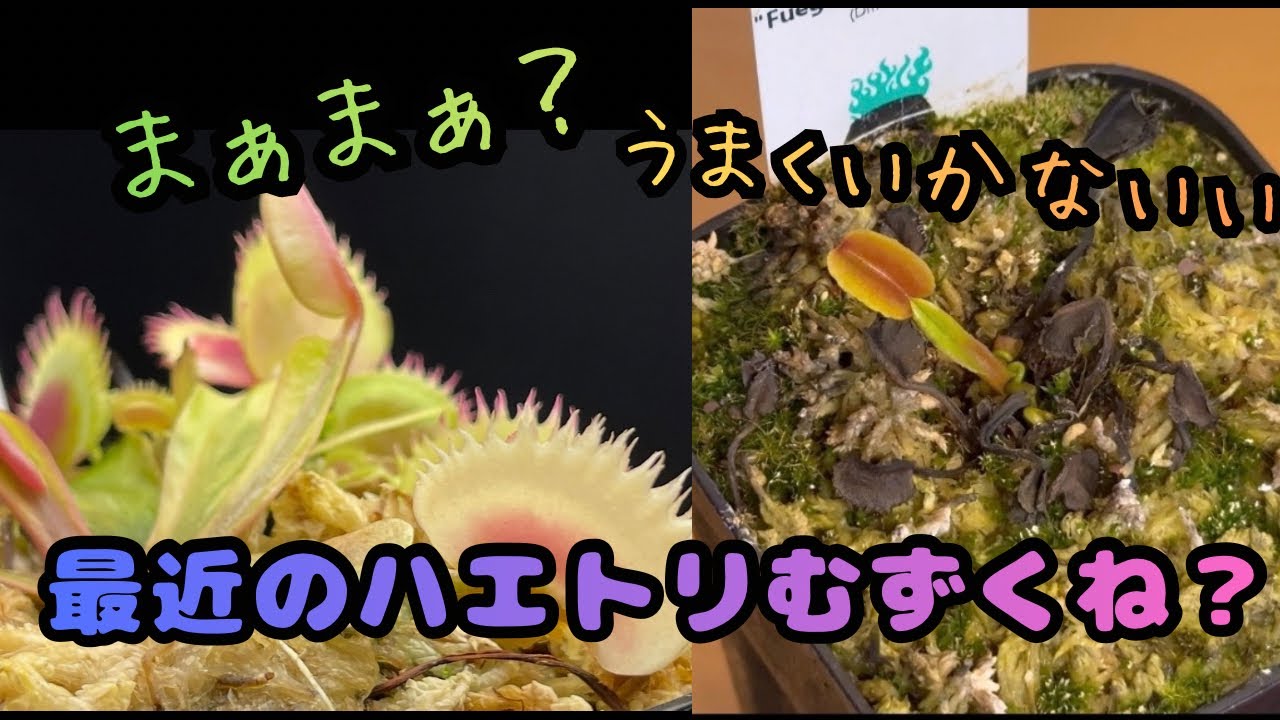 【最近思うこと】ハエトリソウむずくね？？？　食虫植物　観葉植物