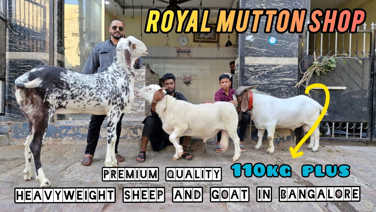 Heavyweight Sheep And Goat Available in Bangalore 88928 84778 Royal Mutton Shop
