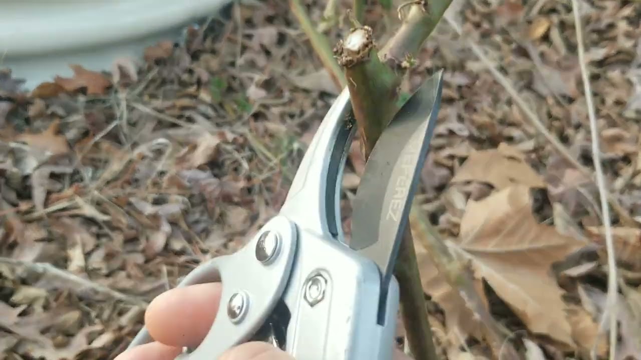 ¿cómo PODAR una PLANTA de MORA? 👈🖤👉 (Blackberry)