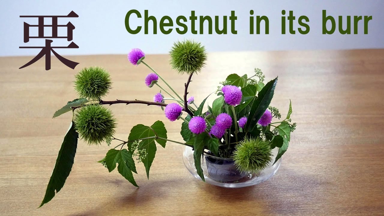 【生け花】青い栗と千日紅【ikebana】野葡萄/chestnut in its burr/ｇomphrena globosa/板栗/châtaigne/Kastanie/hạt dẻ/ダイソー水盤
