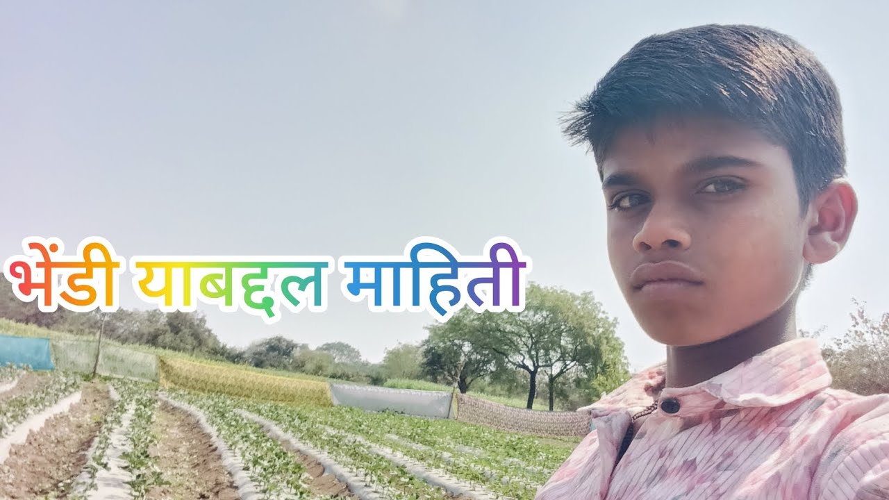 भेंडी याबद्दल माहिती#शेतकरीbrand #ekmotahathighumechala #जय जवान जय किसान
